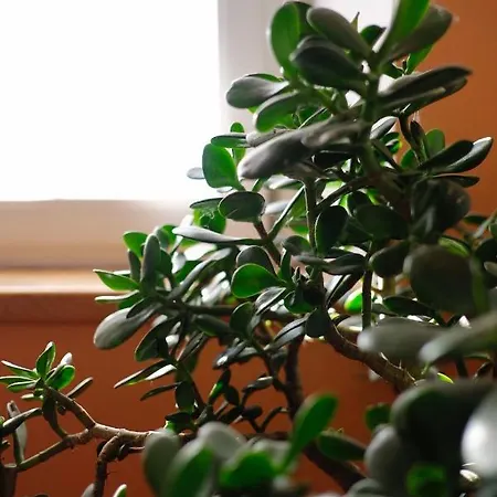 Al Sasseto * Montagnana (Modena)