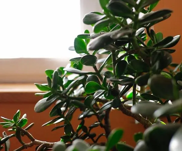 Al Sasseto * Montagnana (Modena)